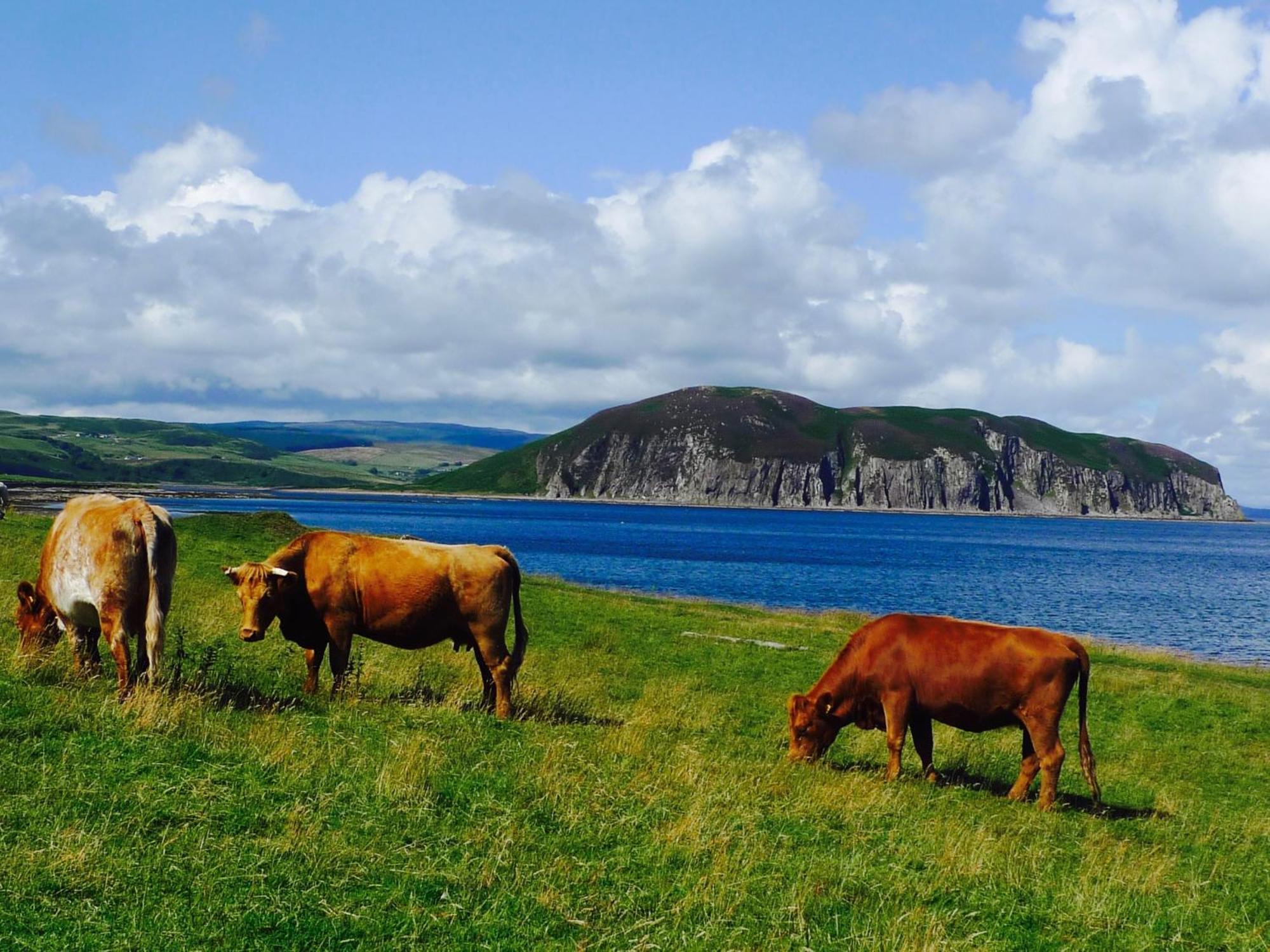 Rural Farmhouse On Kintyre, West Coast Hidden Gem Kildalloig Экстерьер фото